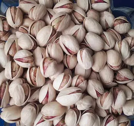 خرید پسته فندقی  با قیمت استثنایی